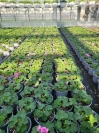 Geranium Zonale Halbfertigware