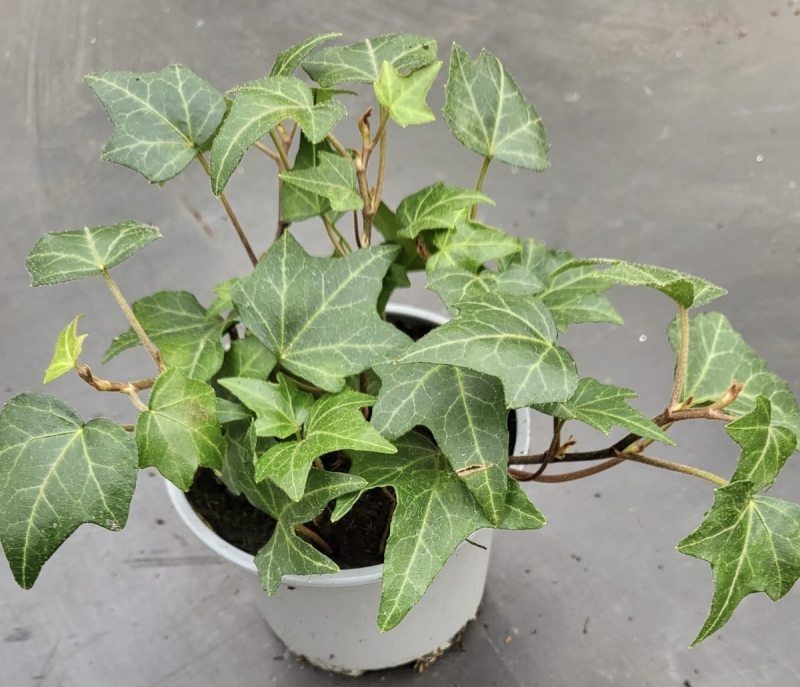 Hedera im 9er Topf  Fertigware