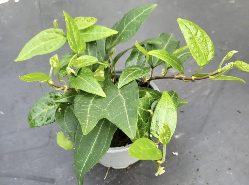 Hedera im 9er Topf  Fertigware