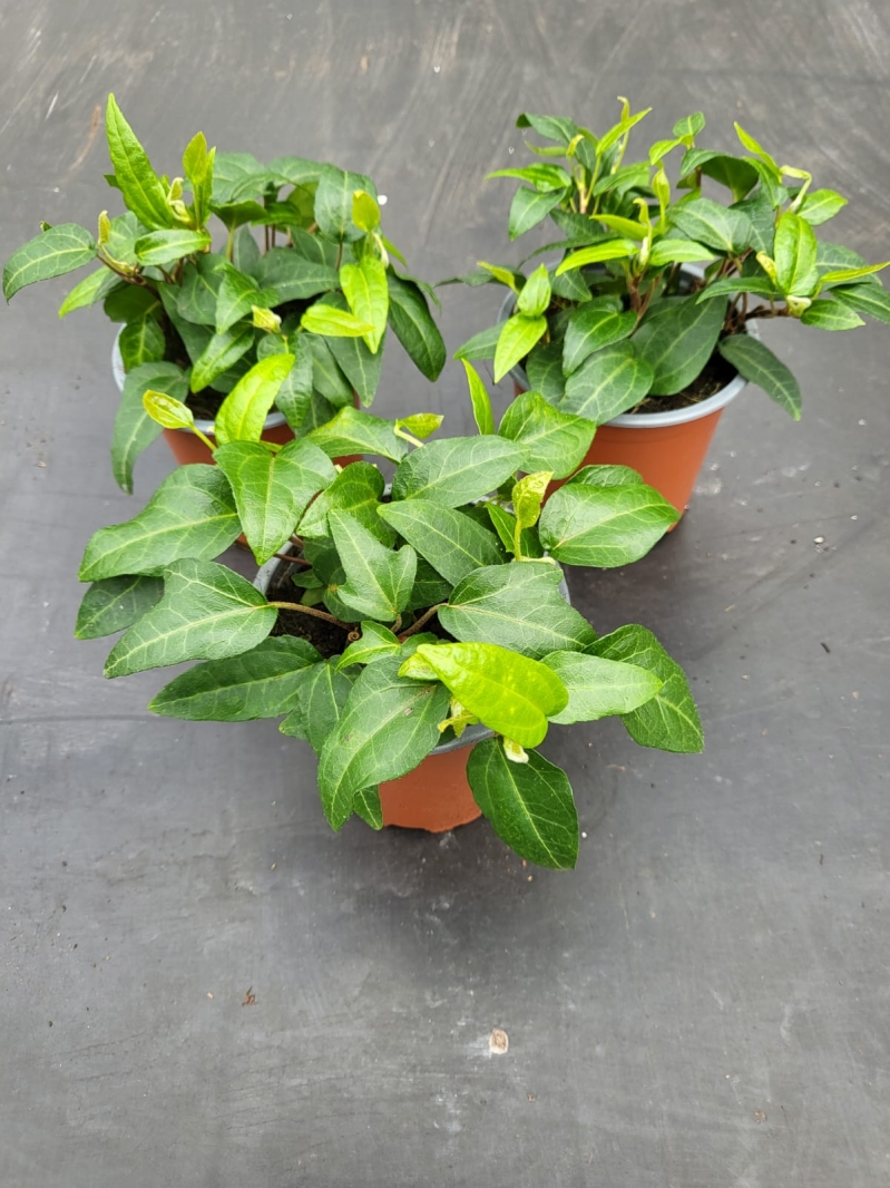 Hedera im 11er Topf Fertigware