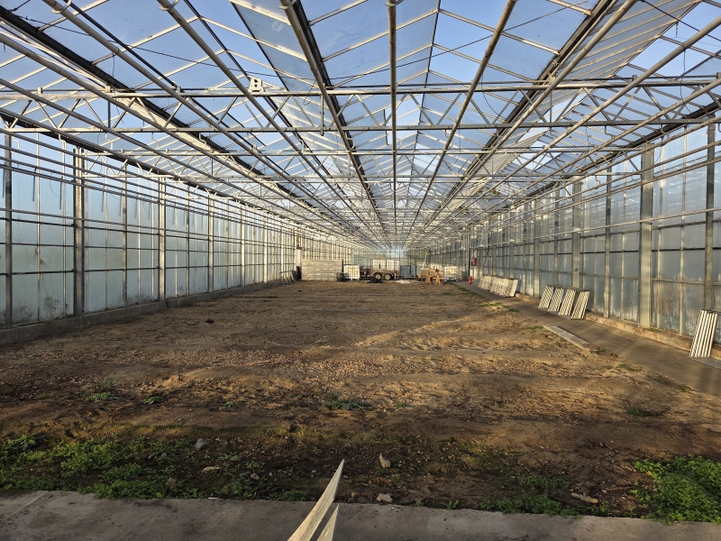 Venlo Gewächshaus 1.024 qm