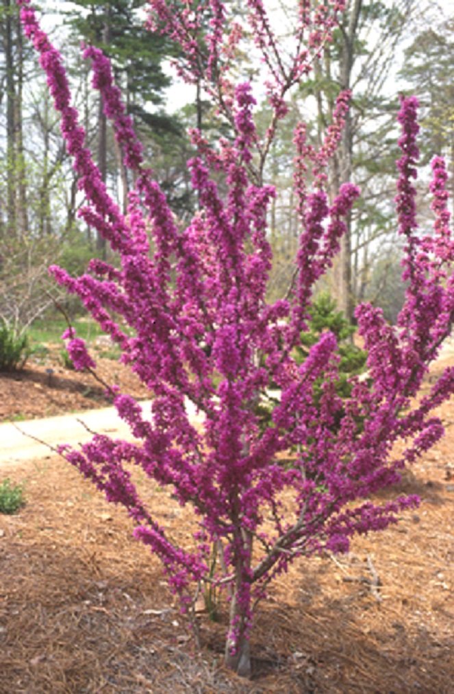 Cercis, Hibiscus u. Anderes von Israel