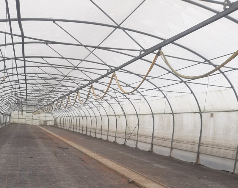 Stolte Folientunnel mit Seitenlüftung 74m lang x 11,50 